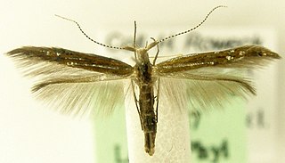 <i>Goniodoma limoniella</i> Species of moth