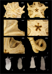 File:Gorgonocephalus pustulatum (10.5852-ejt.2023.870.211) Figure 11.png (Category:Gorgonocephalus pustulatum)