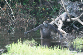 Nationaal park Nouabalé-Ndoki