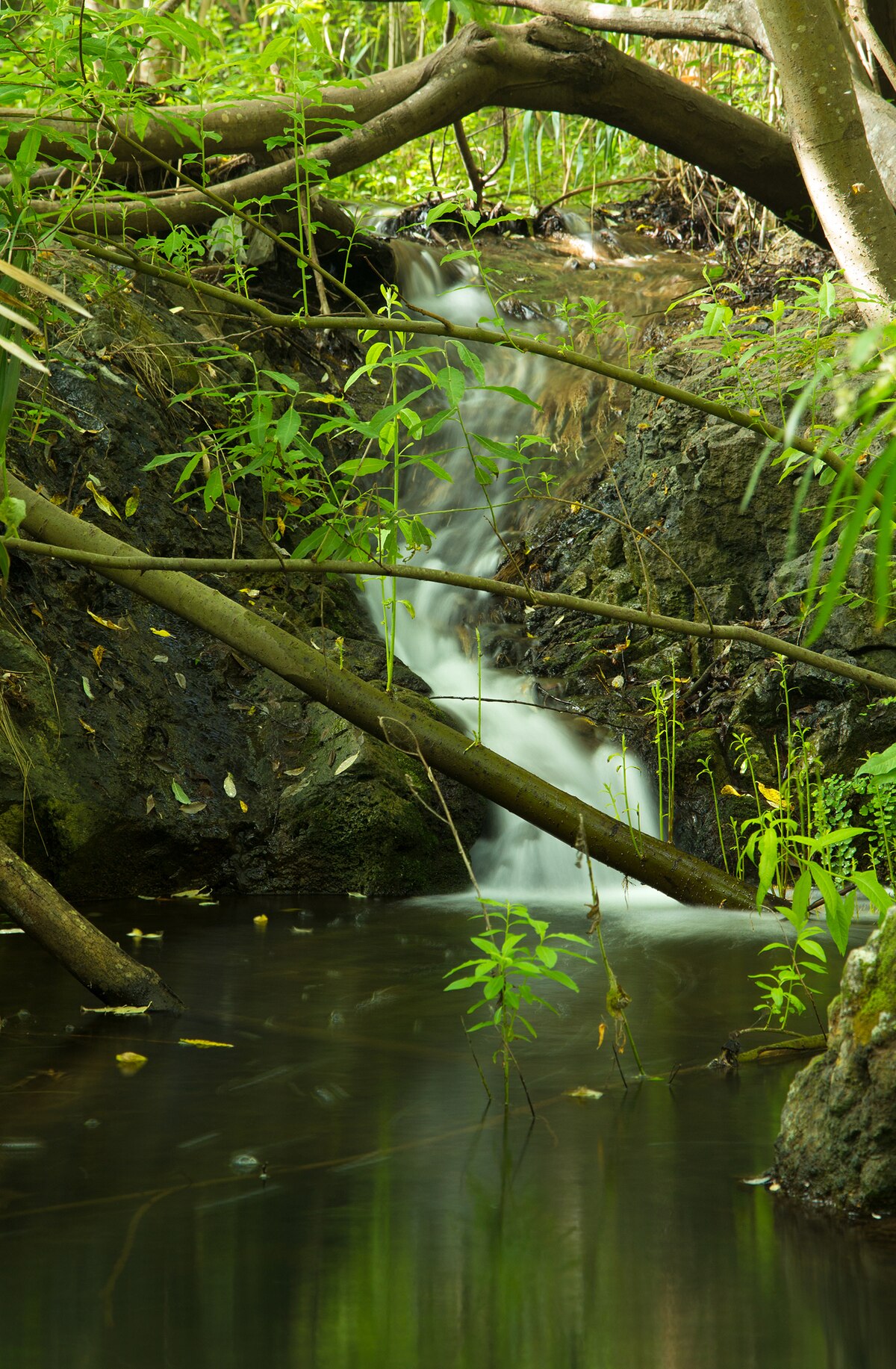 File:Gran Canaria, nature reserve Barranco de - Commons