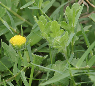 <i>Grangea</i> Genus of flowering plants