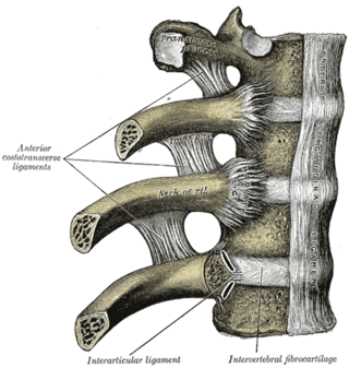 <span class="mw-page-title-main">Costovertebral joints</span>