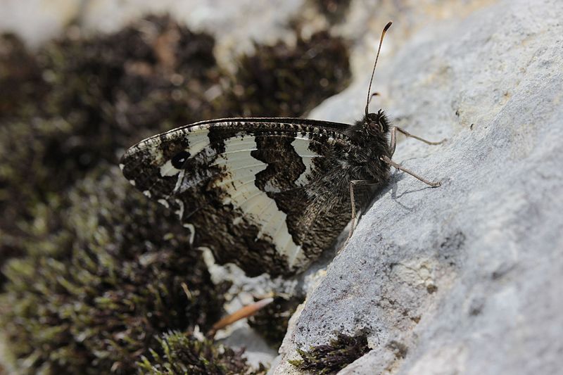 File:Great Banded Grayling - Brintesia circe (19358680279).jpg