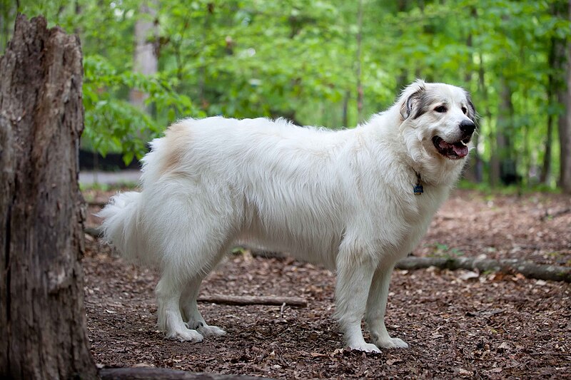 File:Great Pyrenees Mountain Dog.jpg