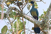 Great blue turaco at Bigodi Swamp, W. Uganda Greatbluturaco.jpg