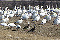 Greater Snow Geese.jpg