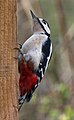 Greater Spotted Woodpecker 1a (6823845240).jpg