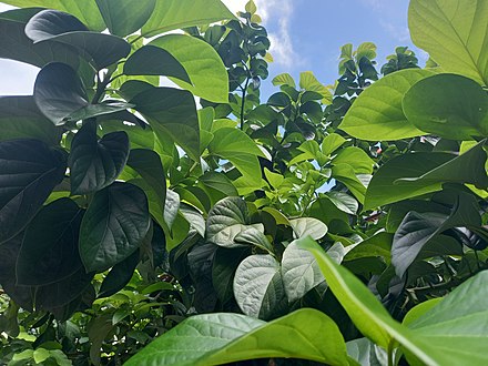 Avocado has elliptical-shaped leaves