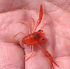 Gregarious squat lobster in hand