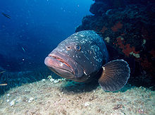 Grouper1.JPG