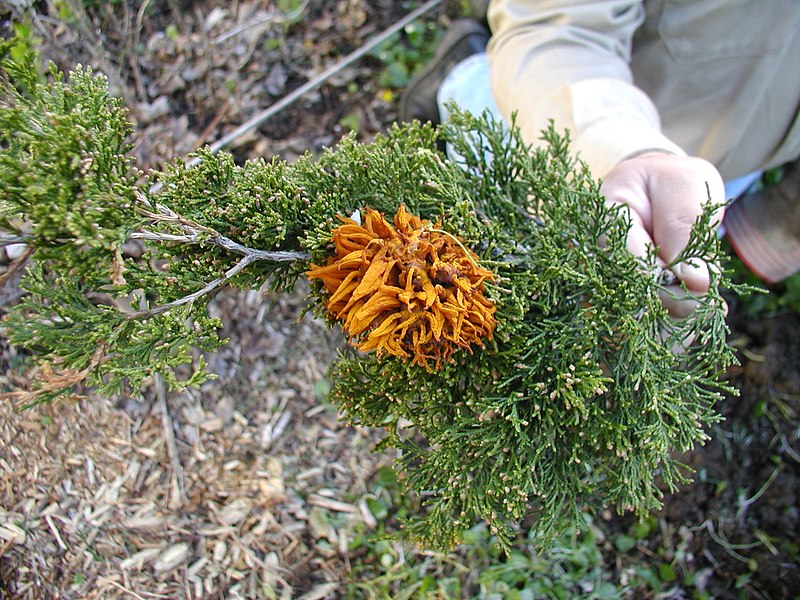 File:Gymnosporangium juniperii telial form.jpg