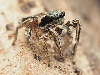 <i>Habronattus mexicanus</i> Species of spider