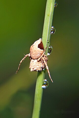 <i>Hamataliwa</i> Genus of spiders