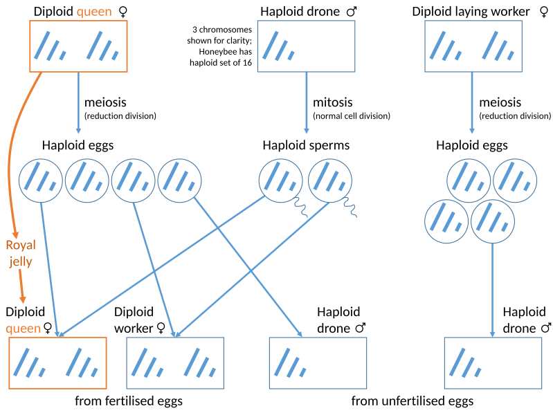 File:Haplodiploid Sex Determination in Honey Bees.svg