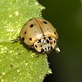 Vierpunkt-Marienkäfer (Harmonia quadripunctata)