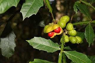 <i>Harpullia alata</i> Species of flowering plant