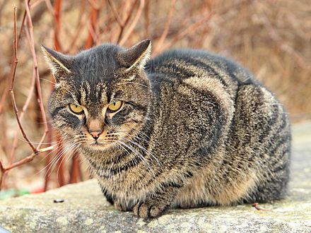 Hauskatze Wikiwand