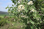 Thumbnail for File:Hawthorn tree in bloom.jpg