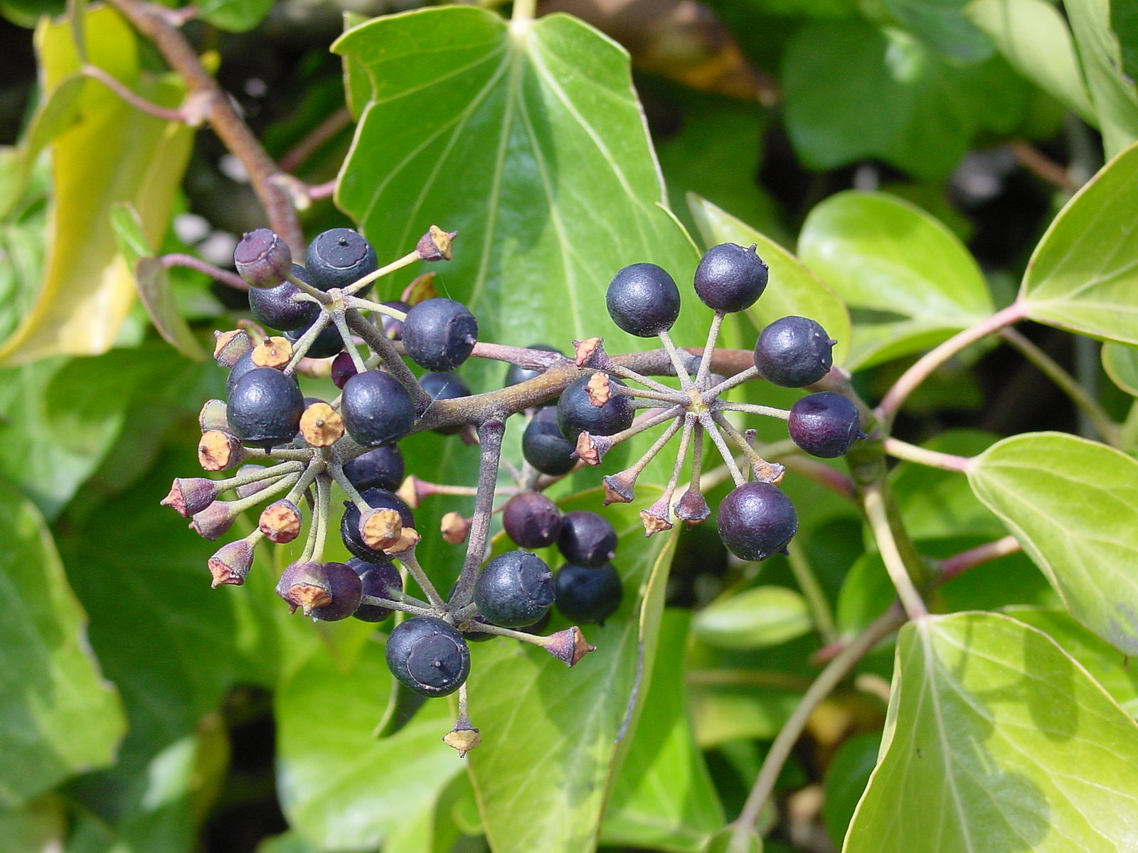 Hedera Hibernica