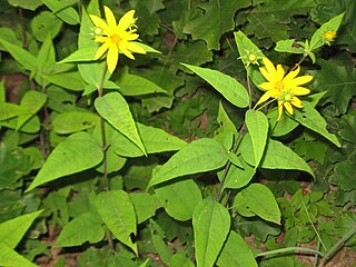 <i>Helianthus divaricatus</i> Species of sunflower