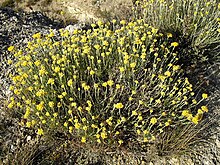 busk med gule blomster som vokser i en bukett