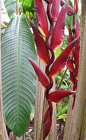 Heliconia lozanoi