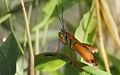 * Nomination Heliconius sp --Richard Bartz 11:05, 11 January 2008 (UTC) * Promotion Not only QI, FP to me. --LucaG 00:57, 12 January 2008 (UTC)