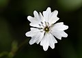 * Nomination Heliosperma alpestre found in the Ötscher Canyon, Lower Austria --Uoaei1 06:54, 26 October 2016 (UTC)  Comment Green CA to be removed, I think.--Peulle 07:03, 26 October 2016 (UTC)  Done Thanks for review, please check again --Uoaei1 08:23, 26 October 2016 (UTC) * Promotion ok for me --Hubertl 02:10, 3 November 2016 (UTC)