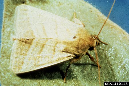 Heliothis virescens.jpg