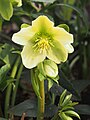 Helleborus × nigercors 'Snow Love', Ciemiernik 'Snow Love', 2022-04-09