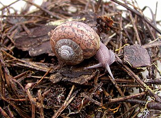 <i>Helminthoglypta</i> Genus of gastropods