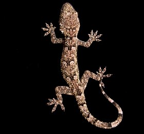 Hemidactylus muriceus - African forest gecko.jpg