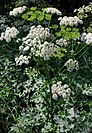 Common hogweed