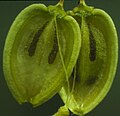 Spaltfrucht, Doppelachäne an einem Karpophor von Heracleum sphondylium