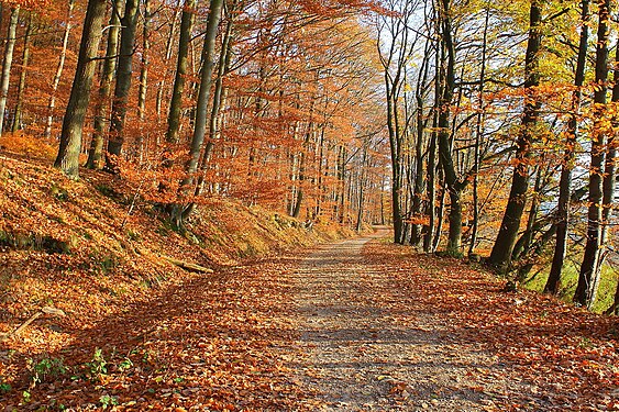 Herbst im Odenwald/Hessen.