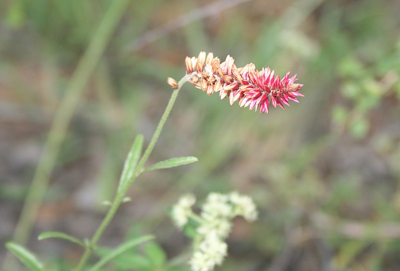 File:Hermbstaedtia odorata, bloeiwyse en loof, Skrikfontein, a.jpg