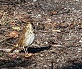 Thumbnail for File:Hermit thrush at JBWR (11959).jpg