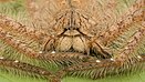 Heteropoda davidbowie, spider from Mars araignée de Singapour.