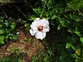 Hibiscis syriacus helene-1-yelagiri-vellore-India.jpg