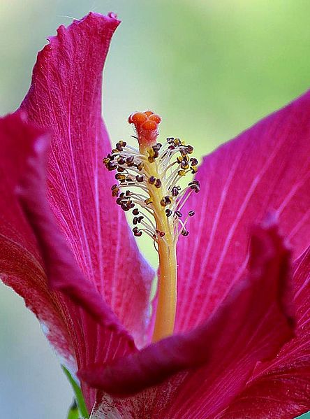 File:Hibiscus beautiful red flower.jpg
