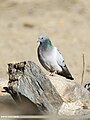 Hill Pigeon (Columba rupestris) (24751866458).jpg
