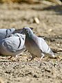 Hill Pigeon (Columba rupestris) (46323859844).jpg