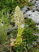 Himantoglossum hircinum