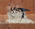 19 Hirundo rustica (Linnaeus, 1758) uploaded by Michael Gäbler, nominated by Michael Gäbler