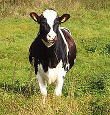 Holstein friesian or friesian cow.jpg 