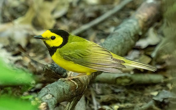 Hooded warbler in the Ramble