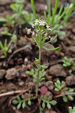 Kivikesäkrassi eli kesäkrassi (Hornungia petraea)