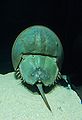 Horseshoe crabs