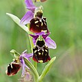 Hummel-Ragwurz (Ophrys insectifera)