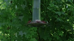 Tiedosto:Hummingbird shot with Arri Alexa Plus and Cooke S4 65mm.webm